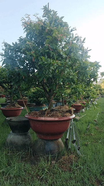 Mai vàng Giảo bông 2-3 lớp 1m6x1m5 20cm. Mua bán Cây cảnh, đồ trang trí tại Thị xã An Nhơn Bình Định được đăng bởi Phượng bán mai vàng BD hình 1
