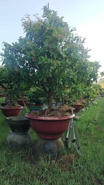 Mai vàng Giảo bông 2-3 lớp 1m6x1m5 20cm. Mua bán Cây cảnh, đồ trang trí tại Thị xã An Nhơn Bình Định được đăng bởi Phượng bán mai vàng BD hình 1