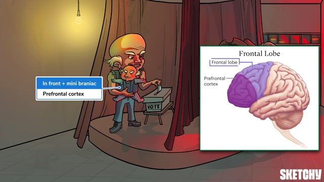 Areas of the Cerebral Cortex - Free Sketchy MCAT Lesson