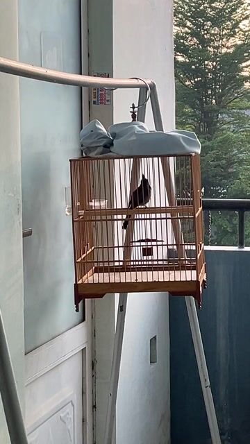 Chim chào mào 1 mùa thuần 85. Mua bán Chim tại Thị xã Bến Cát Bình Dương được đăng bởi hiep le hình 1