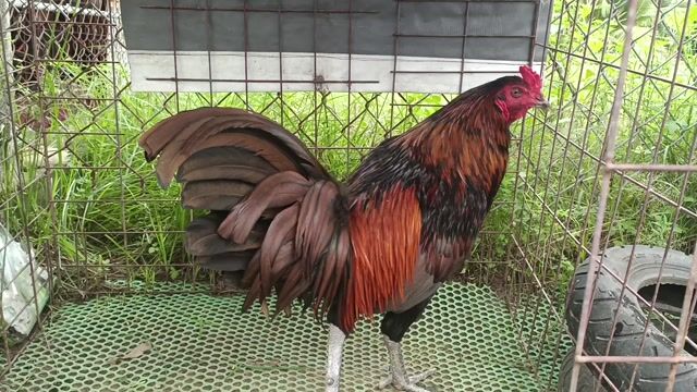 Khét 3ky hàng hiệu. Mua bán Gà tại Huyện Mỏ Cày Nam Bến Tre được đăng bởi Hưng bui  hình 1