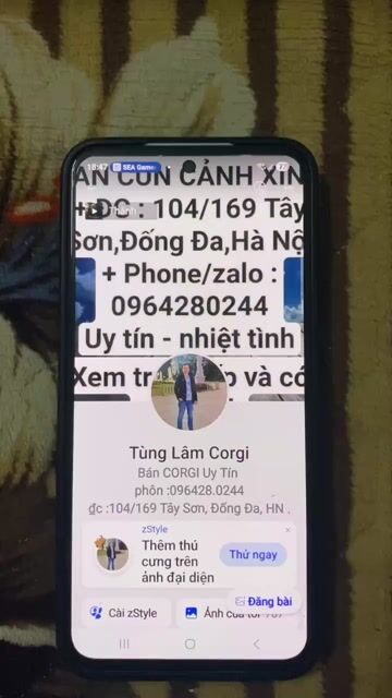 Mua cún có quà ! Corgi đi ạ . Xinh, ngoan, dễ nuôi. Mua bán Chó tại Quận Đống Đa Hà Nội được đăng bởi Tùng Lâm corgi hình 1