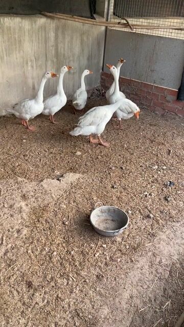 Ngỗng xong đất tơ Trắng. Mua bán Thú cưng khác tại Huyện Châu Thành Tây Ninh được đăng bởi Nga Pham hình 1