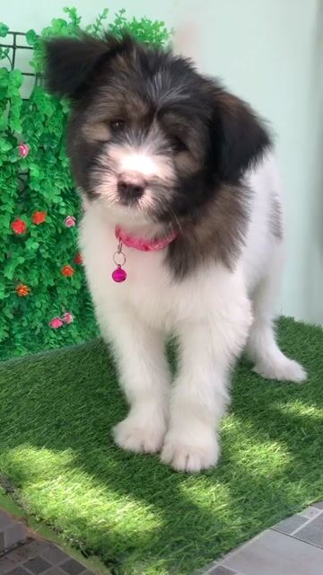 Nhật lông xù lai poodle. Mua bán Chó tại Huyện Hóc Môn Tp Hồ Chí Minh được đăng bởi Cún xinh nhà TaDa hình 1