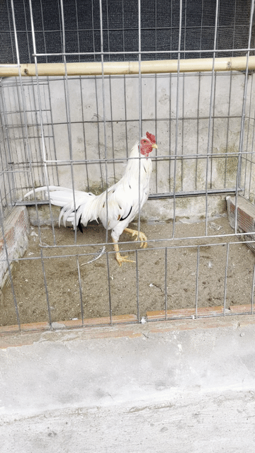 Asiu Thái Mỹ 2kg4 trạng 2kg6 tơ cự mạnh. Mua bán Gà tại Huyện Phong Điền Cần Thơ được đăng bởi HP Nguyễn hình 1