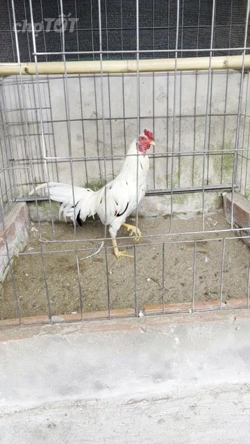 Asiu Thái Mỹ 2kg4 trạng 2kg6 tơ cự mạnh. Mua bán Gà tại Huyện Phong Điền Cần Thơ được đăng bởi HP Nguyễn hình 1
