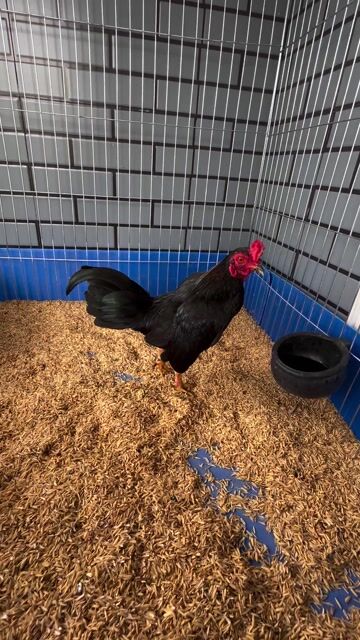 Gà tre bắc Ô  vỡ trạng. Mua bán Gà tại Quận Cái Răng Cần Thơ được đăng bởi Ngọc Tâm hình 1