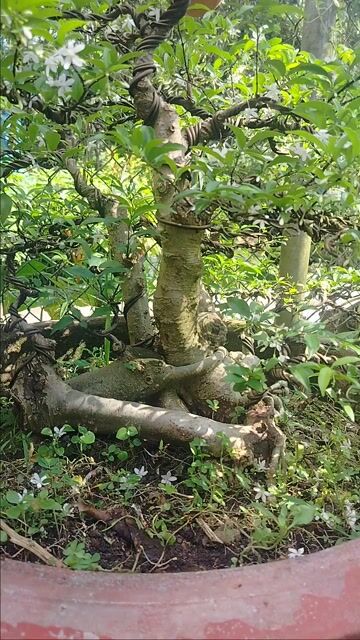 Cây cảnh Mai chiếu thủy Bonsai. Mua bán Cây cảnh, đồ trang trí tại Huyện Cai Lậy Tiền Giang được đăng bởi Cây cảnh bonsai  hình 1