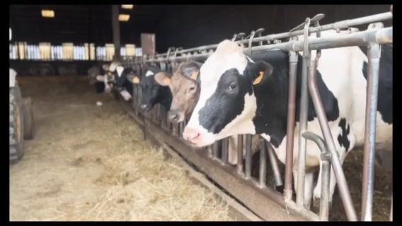 Éleveur bovin, une passion avant tout