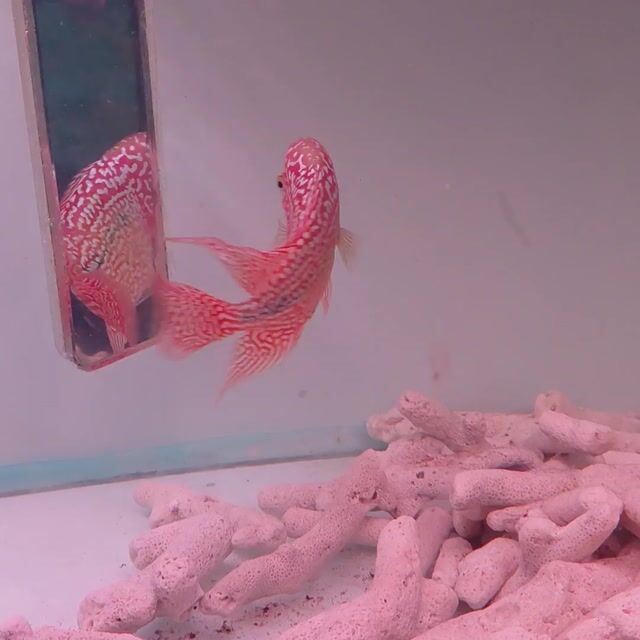 Cá La Hán màu Đỏ. Mua bán Thú cưng khác tại Thành phố Sa Đéc Đồng Tháp được đăng bởi Tính Phương hình 1