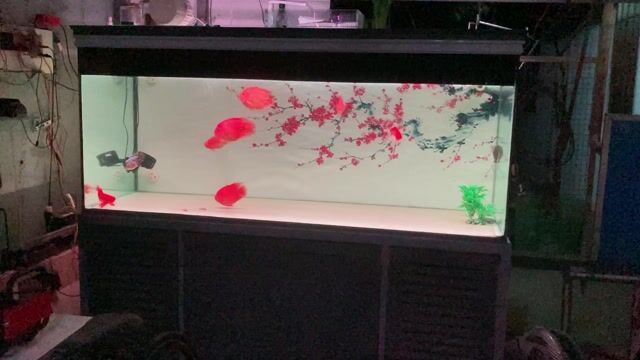 Cá cảnh màu Đỏ 5 ngón. Mua bán Thú cưng khác tại Huyện Trảng Bom Đồng Nai được đăng bởi Nguyen Hải hình 1