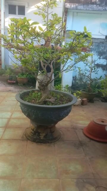 Cây cảnh bonsai Xanh lá. Mua bán Cây cảnh, đồ trang trí tại Thành phố Vũng Tàu Bà Rịa - Vũng Tàu được đăng bởi Nguyễn Văn Khiêm  hình 1