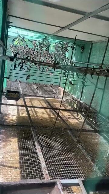 5con 1triệu bao trống. bộ to dài đòn. Mua bán Chim tại Thành phố Vũng Tàu Bà Rịa - Vũng Tàu được đăng bởi chào mào sỉ vip hình 1