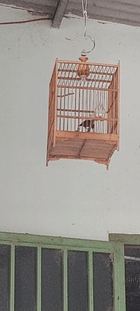 hút mật 7 màu Thuần ko lồng. Mua bán Chim tại Huyện Vĩnh Cửu Đồng Nai được đăng bởi Tấn Khang hình 1