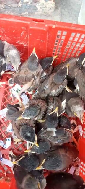 Chim sáo nâu non. Mua bán Chim tại Quận Long Biên Hà Nội được đăng bởi tổng kho gia dụng  hình 1