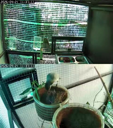 Chim chào mào cái màu xám trắng. Mua bán Chim tại Quận Bình Tân Tp Hồ Chí Minh được đăng bởi Nguyễn Tuấn Anh hình 1