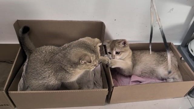 Mèo Golden NY11, bố mẹ có phả, nguồn góc rõ ràng. Mua bán Mèo tại Quận Bình Thạnh Tp Hồ Chí Minh được đăng bởi Lộc Nguyễn hình 1