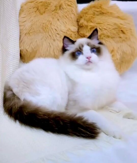 Mèo Ragdoll đực cái thuần chủng siêu đẹp VIP. Mua bán Mèo tại Thành phố Thủ Đức Tp Hồ Chí Minh được đăng bởi Âu Minh Huy hình 1