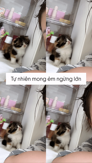 Gả meo trong sự lưu luyến của gia đình🥹. Mua bán Mèo tại Thành phố Biên Hòa Đồng Nai được đăng bởi Thảo Nguyễn hình 1