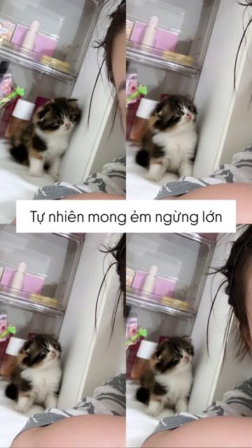 Gả meo trong sự lưu luyến của gia đình🥹. Mua bán Mèo tại Thành phố Biên Hòa Đồng Nai được đăng bởi Thảo Nguyễn hình 1