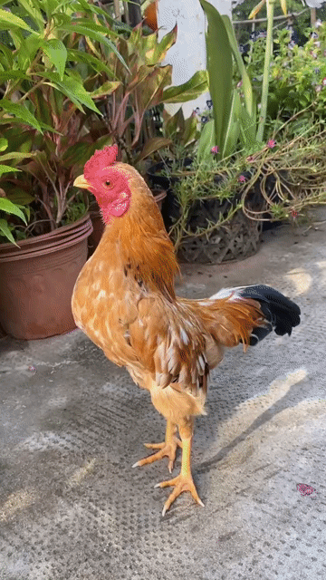 Gà tre Bắc. Mua bán Gà tại Huyện Phong Điền Cần Thơ được đăng bởi cho thuê  hình 1