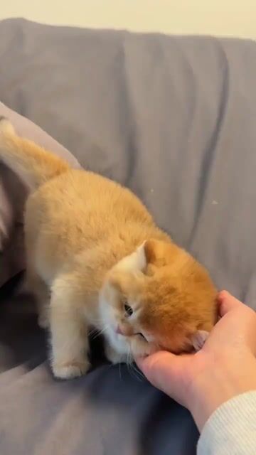 Mèo Golden NY12 đã tiêm ngừa. Mua bán Mèo tại Quận 1 Tp Hồ Chí Minh được đăng bởi Như Ý hình 1