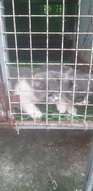 Mèo lông ngắn Xám trắng. Mua bán Mèo tại Huyện Phúc Thọ Hà Nội được đăng bởi Cộng Tác Viên hình 1