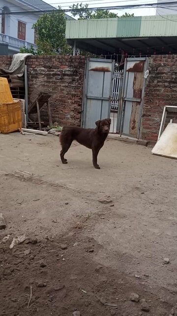 bán chó Mông cộc cái tơ đẹp xuất sắc.. Mua bán Chó tại Quận Hải An Hải Phòng được đăng bởi Hải phòng hình 1