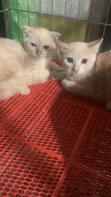 BÉ MÈO ANH LÔNG NGẮN MÀU HỒNG PHẤN 2 THÁNG. Mua bán Mèo tại Quận Hoàng Mai Hà Nội được đăng bởi HÀ UYỂN NHI  hình 1