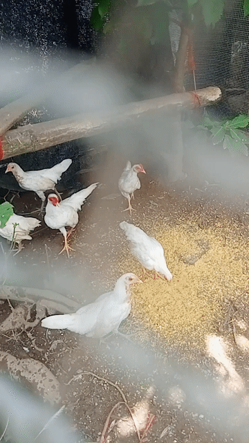 Gà tre Trắng 6 con bắt tất 1tr.. Mua bán Gà tại Huyện Thường Tín Hà Nội được đăng bởi Thanhdat Nguyen hình 1