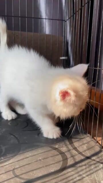 Mèo Anh Lông Ngắn Trắng Đực/Cái Mắt 2 Màu. Mua bán Mèo tại Thành phố Thuận An Bình Dương được đăng bởi Tiệm Mèo Nhà Mon hình 1