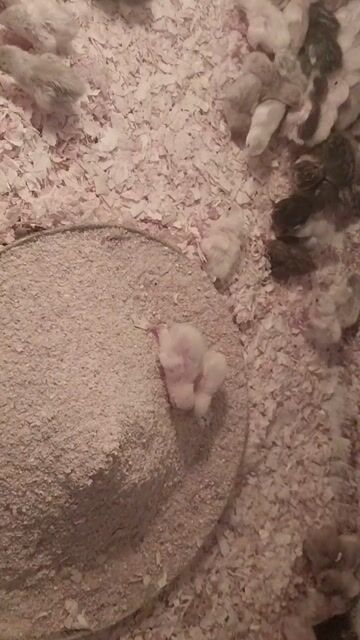 Gà Rutin con. Mua bán Gà tại Quận Tân Phú Tp Hồ Chí Minh được đăng bởi Gà Kiểng hình 1