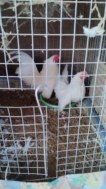 Gà tre Thái Trắng. Mua bán Gà tại Thành phố Rạch Giá Kiên Giang được đăng bởi Phi Hoang hình 1