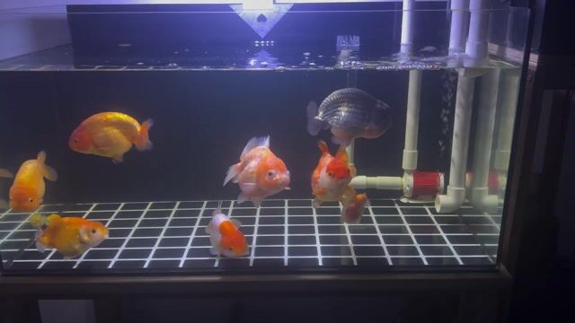 3 ranchu và 2 oranda size 4n. Mua bán Thú cưng khác tại Thành phố Thuận An Bình Dương được đăng bởi trần đăng hình 1