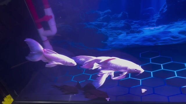 Cá chép phi tần 3 con. Mua bán Thú cưng khác tại Quận 8 Tp Hồ Chí Minh được đăng bởi Tạt Chảy hình 1