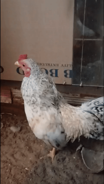 Gà tre Bắc Cú Trắng Trên 3 tháng 5 lạng. Mua bán Gà tại Huyện Bình Chánh Tp Hồ Chí Minh được đăng bởi Thuận Nguyễn  hình 1
