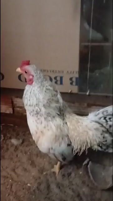Gà tre Bắc Cú Trắng Trên 3 tháng 5 lạng. Mua bán Gà tại Huyện Bình Chánh Tp Hồ Chí Minh được đăng bởi Thuận Nguyễn  hình 1