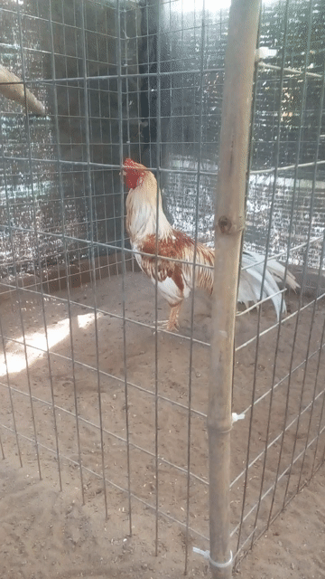 Gà cảnh Vàng trắng 2.88kg. Mua bán Gà tại Thành phố Bến Tre Bến Tre được đăng bởi phong hình 1