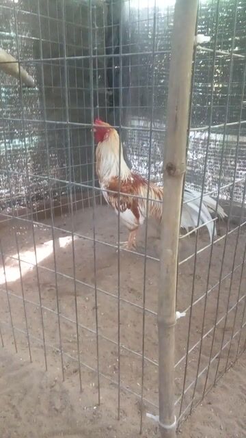 Gà cảnh Vàng trắng 2.88kg. Mua bán Gà tại Thành phố Bến Tre Bến Tre được đăng bởi phong hình 1
