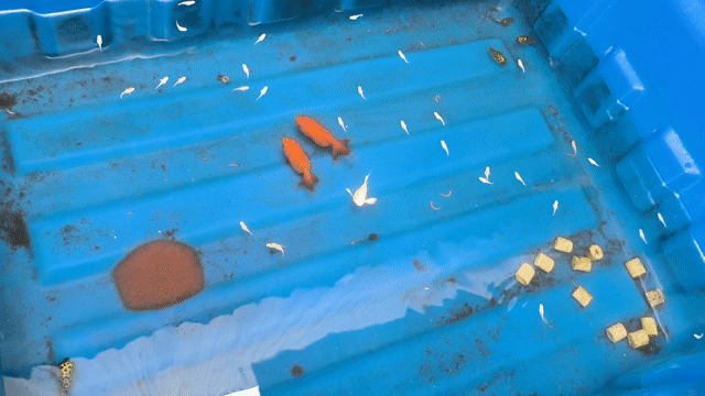 Cá vàng Vừa 2 tháng màu Vàng. Mua bán Thú cưng khác tại Thành phố Sóc Trăng Sóc Trăng được đăng bởi nhạc cụ KBoard hình 1