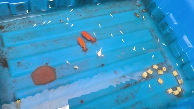 Cá vàng Vừa 2 tháng màu Vàng. Mua bán Thú cưng khác tại Thành phố Sóc Trăng Sóc Trăng được đăng bởi nhạc cụ KBoard hình 1
