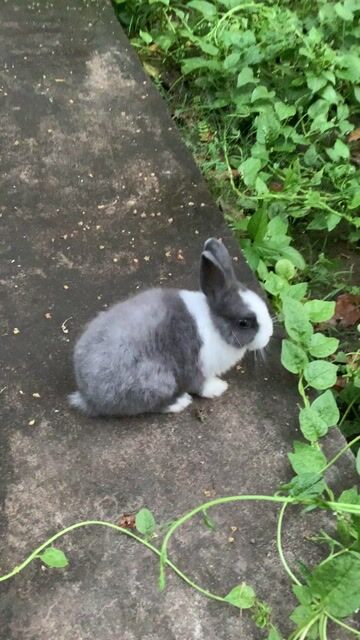 Thỏ Hà Lan Đen Trắng Xám. Mua bán Thú cưng khác tại Thị xã Tân Châu An Giang được đăng bởi Nguyễn Long hình 1