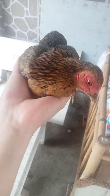 Gà giống mái 3 lạng 2 sắp số. Mua bán Gà tại Huyện Châu Thành Tiền Giang được đăng bởi gà tre hình 1