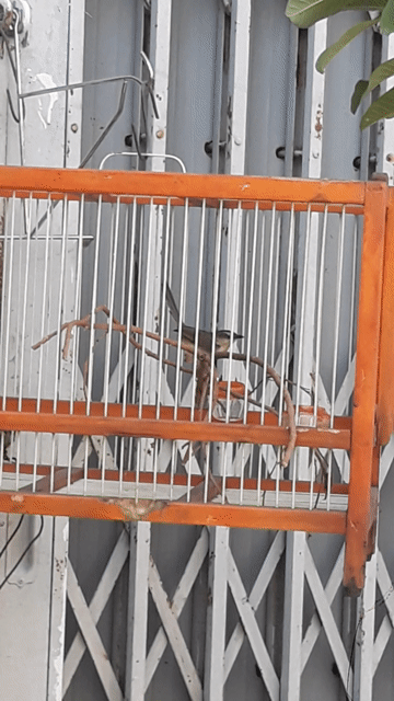 Chim sâu lác đã thuần. Mua bán Chim tại Quận Bình Tân Tp Hồ Chí Minh được đăng bởi Amin hình 1