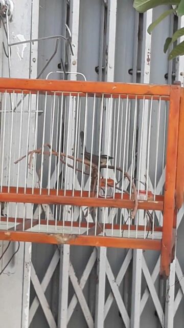 Chim sâu lác đã thuần. Mua bán Chim tại Quận Bình Tân Tp Hồ Chí Minh được đăng bởi Amin hình 1