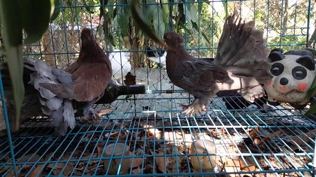 Bồ Câu Xòe ĐẸP. Mua bán Chim tại Huyện Bắc Tân Uyên Bình Dương được đăng bởi SEE TINH Pigeons v SEE TÌNH Bồ Câu Kiểng hình 1