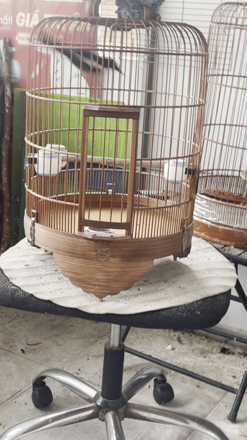 Chim Than bổi 1 mùa Đang xuống lông. Mua bán Chim tại Quận Bình Tân Tp Hồ Chí Minh được đăng bởi Nguyễn Luân hình 1