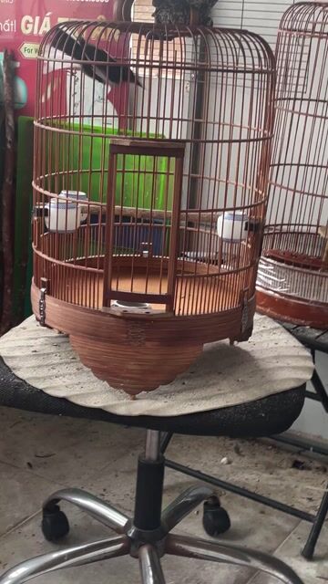 Chim Than bổi 1 mùa Đang xuống lông. Mua bán Chim tại Quận Bình Tân Tp Hồ Chí Minh được đăng bởi Nguyễn Luân hình 1