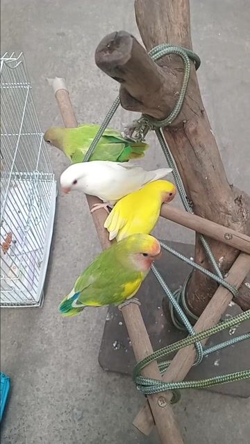 Vẹt Lovebird non nhiều màu. Mua bán Chim tại Quận Bình Thạnh Tp Hồ Chí Minh được đăng bởi luan Nguyen  hình 1