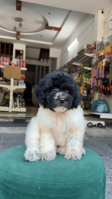 Poodle Bò sữa nhà đẻ. Mua bán Chó tại Quận Liên Chiểu Đà Nẵng được đăng bởi DC PETHOUSE hình 1